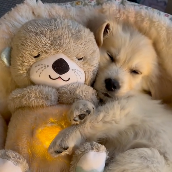 SnugPet™ - Kuschelfreund Beruhigender Teddy für Haustiere (50% RABATT)